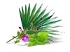 Natur Tanya® Saw Palmetto Oil Capsule - 60 Capsule