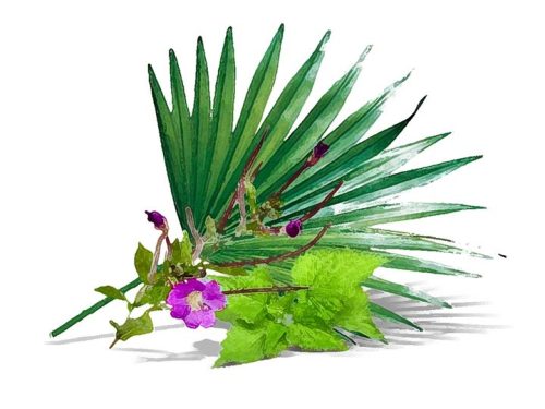 Natur Tanya® Capsule cu ulei de Saw Palmetto – 60 buc.