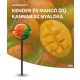 Mango Kush Acadea de canabis